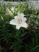 [5316 Mandaro VWS No01.JPG]